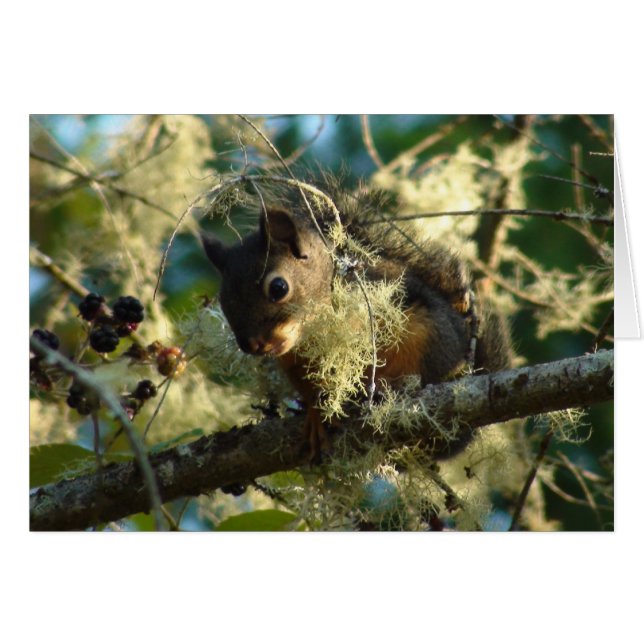 Squirrel Baby 2009 (Front Horizontal)