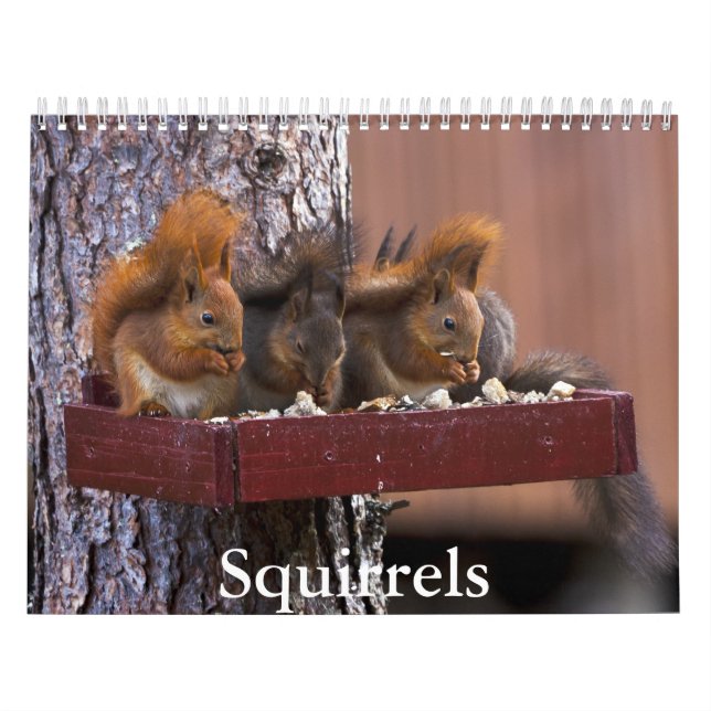 Squirrel Calendar (Cover)