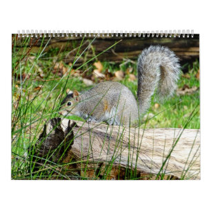 Squirrel Calendar