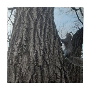 Squirrel Ceramic Tile