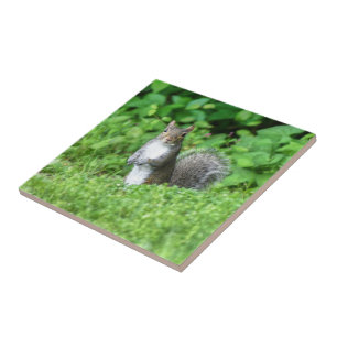 Squirrel Ceramic Tile