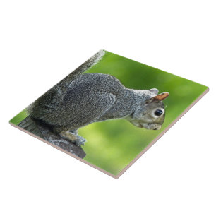 Squirrel Ceramic Tile