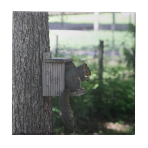 Squirrel Ceramic Tile