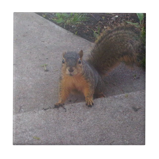 Squirrel Ceramic Tile (Front)