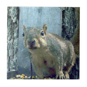 Squirrel Ceramic Tile