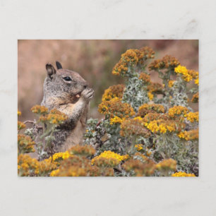 Squirrel & Chipmunk Postcard