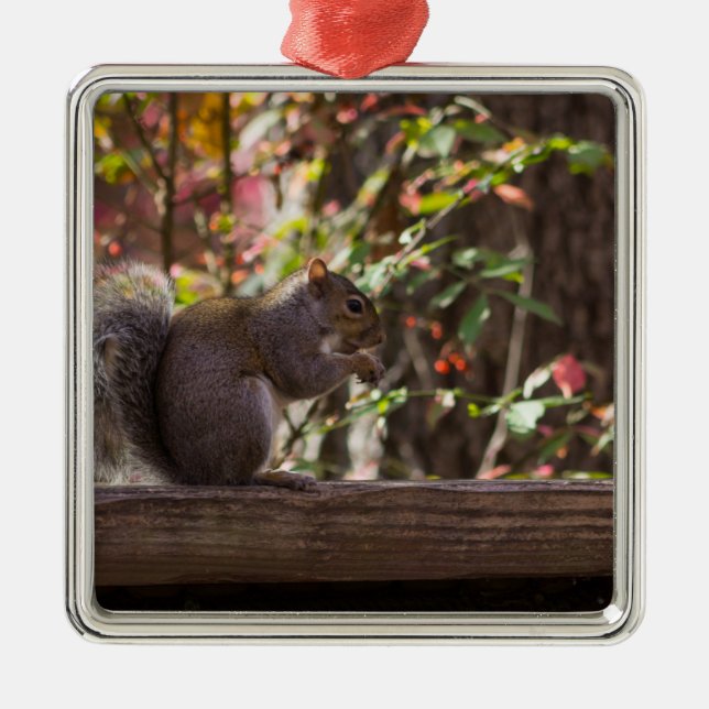 Squirrel Chow Time Metal Ornament (Front)