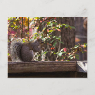 Squirrel Chow Time Postcard