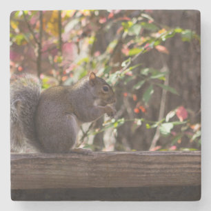 Squirrel Chow Time Stone Coaster