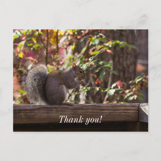 Squirrel Chow Time Thank You Postcard (Front)