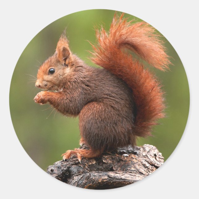 Squirrel Classic Round Sticker (Front)