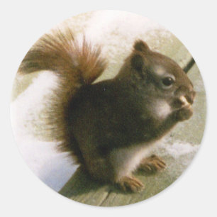 Squirrel Classic Round Sticker