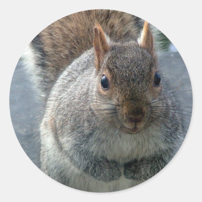 Squirrel Classic Round Sticker (Front)