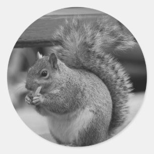 Squirrel Classic Round Sticker