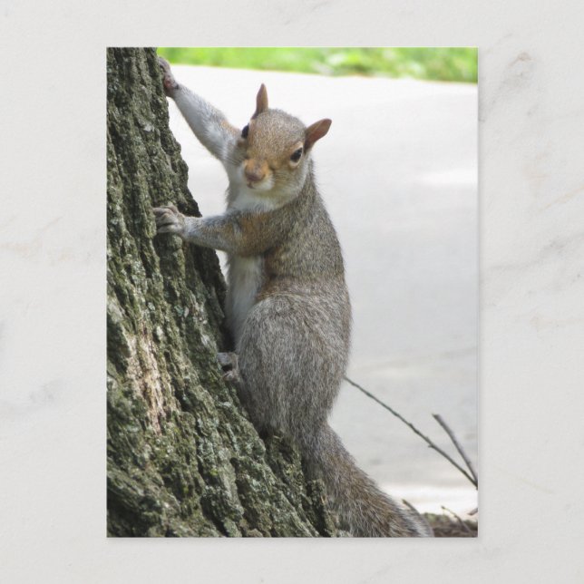 Squirrel Climbing Tree Postcard (Front)