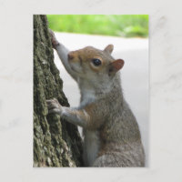 Squirrel Climbing Tree