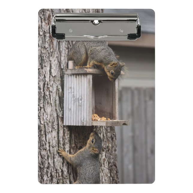 Squirrel Clipboards (Front)
