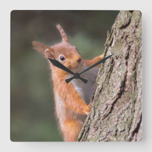 Squirrel clock