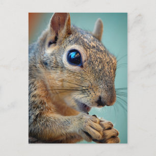 Squirrel Close Up with Nut 2 Postcard