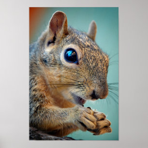 Squirrel Close Up with Nut 2 Poster