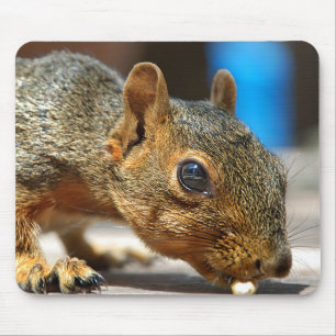 Squirrel Closeup Eating Mouse Pad