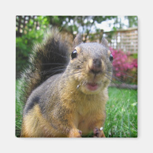 Squirrel Closeup Magnet