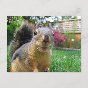 Squirrel Closeup Postcard