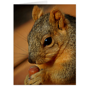 Squirrel Closeup with Nut