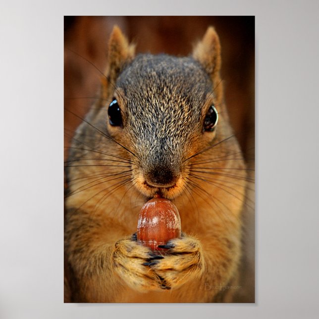 Squirrel Closeup with Nut 2 Poster (Front)