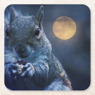squirrel coaster