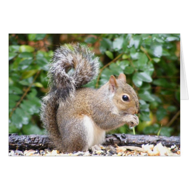 Squirrel Cutie (Front Horizontal)