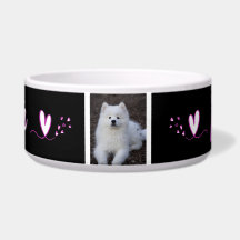 Squirrel, dog bowl, cat, c animal