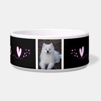 Squirrel, dog bowl, cat, c animal