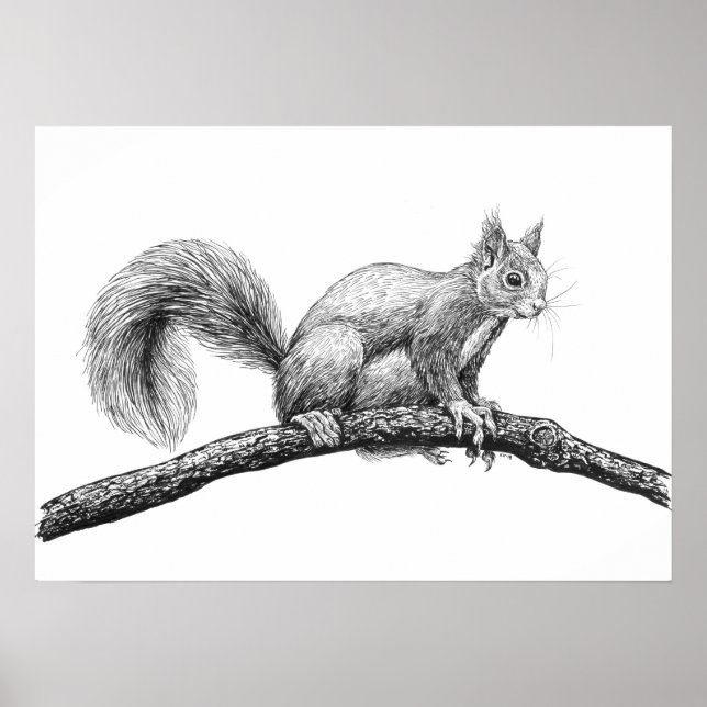 Squirrel drawing poster (Front)