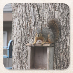 Squirrel Drink Coaster