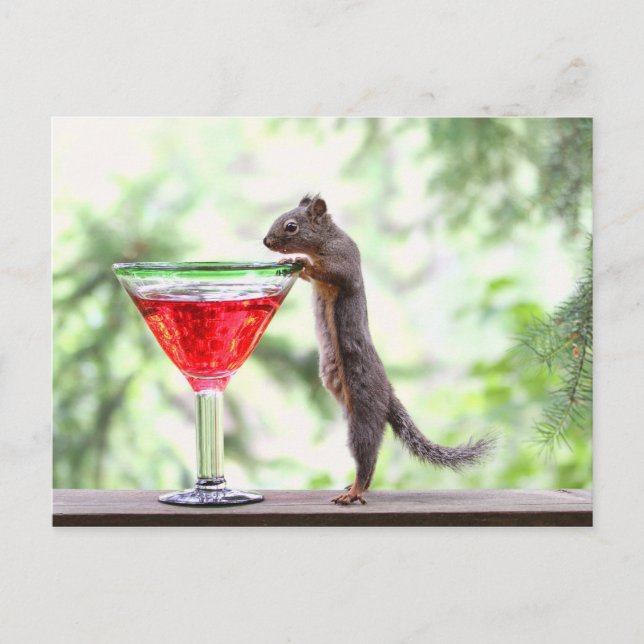 Squirrel Drinking a Cocktail Postcard (Front)