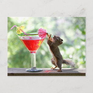Squirrel Drinking Cocktail Postcard