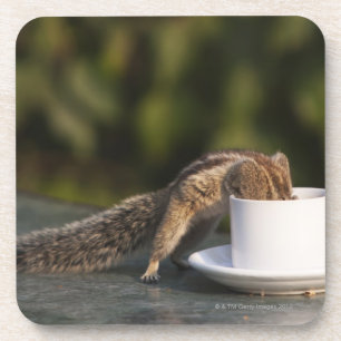 Squirrel drinking from coffee cup at Indian Coaster
