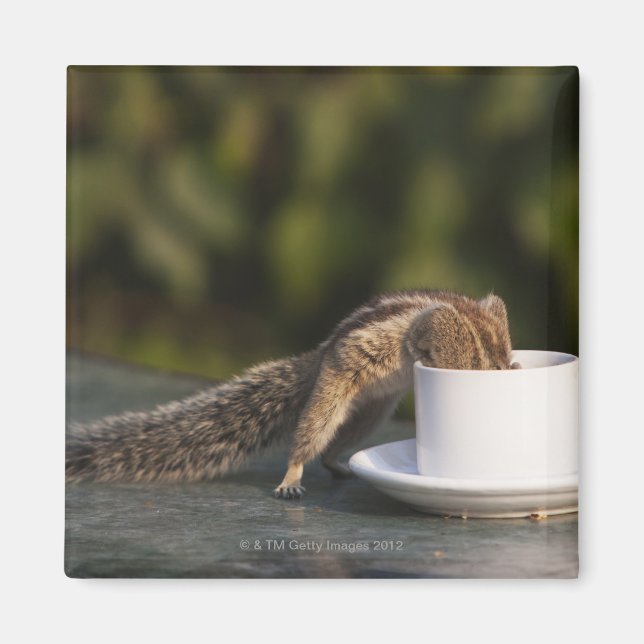 Squirrel drinking from coffee cup at Indian Magnet (Front)