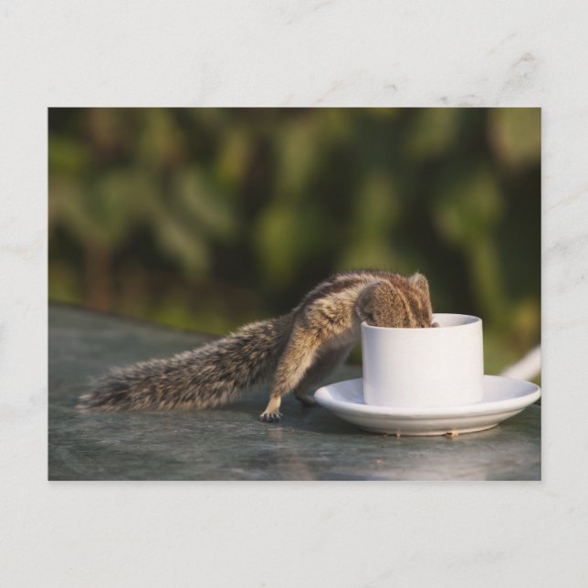Squirrel drinking from coffee cup at Indian Postcard (Front)