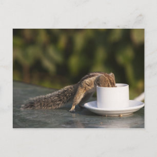 Squirrel drinking from coffee cup at Indian Postcard