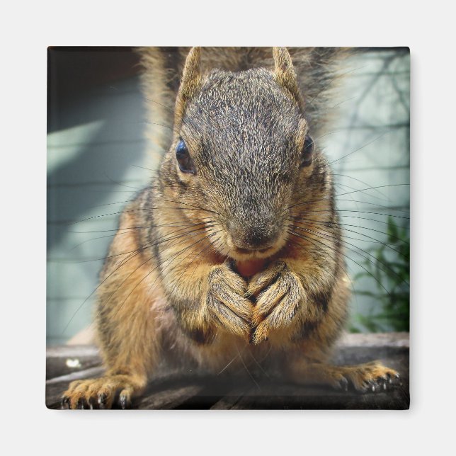 Squirrel Eating 1 Magnet (Front)