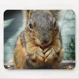 Squirrel Eating 1 Mouse Pad