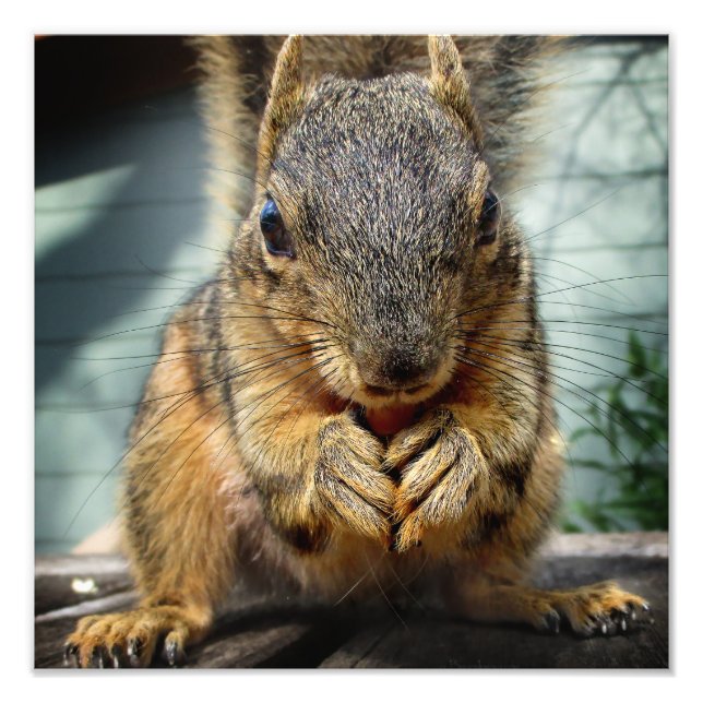 Squirrel Eating 1 Photo Print (Front)