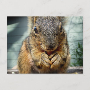 Squirrel Eating 1 Postcard