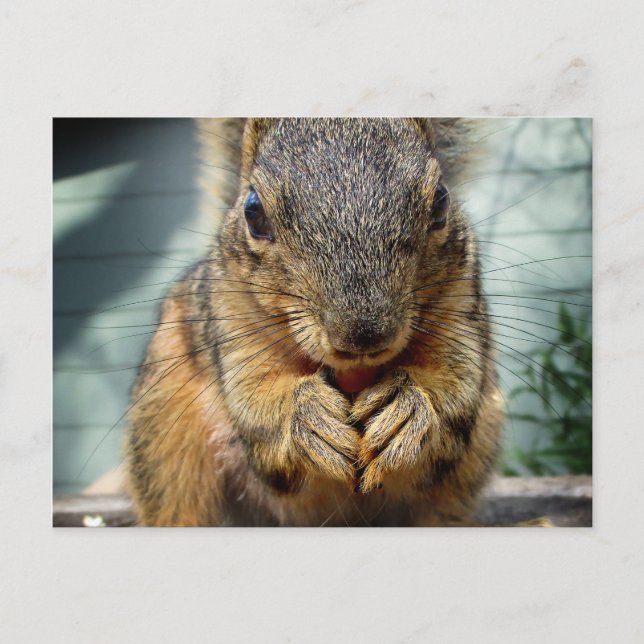 Squirrel Eating 1 Postcard (Front)