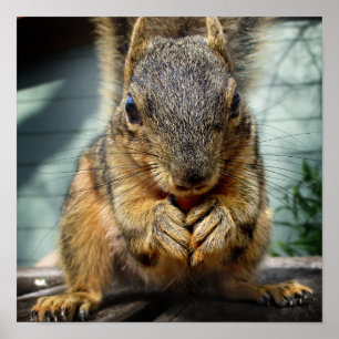 Squirrel Eating 1 Poster
