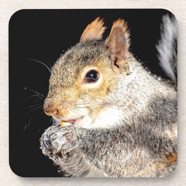 Squirrel eating a nut coaster (Front)