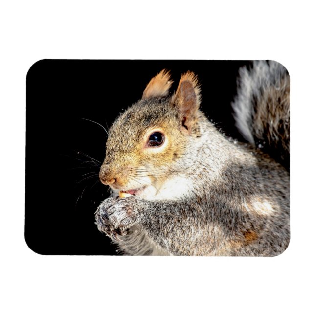 Squirrel eating a nut magnet (Horizontal)