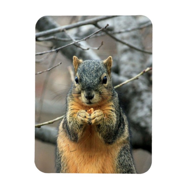 Squirrel Eating a Nut Magnet (Vertical)